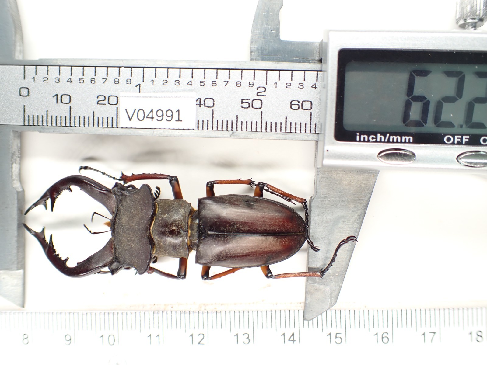 V04991. Unmounted insects: Lucanidae: Lucanus Gradivus sp. North Vietnam