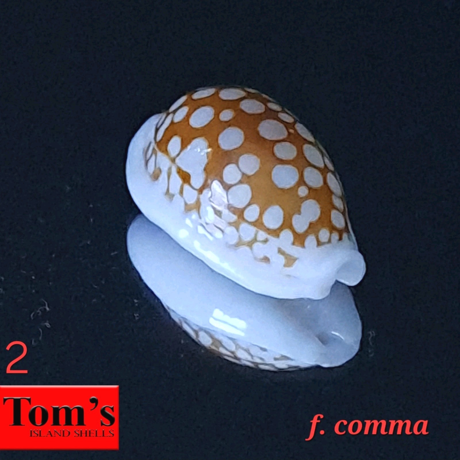 Cypraea cribraria f. comma #2  20.8mm GORGEOUS BEAUTY from Mozambique
