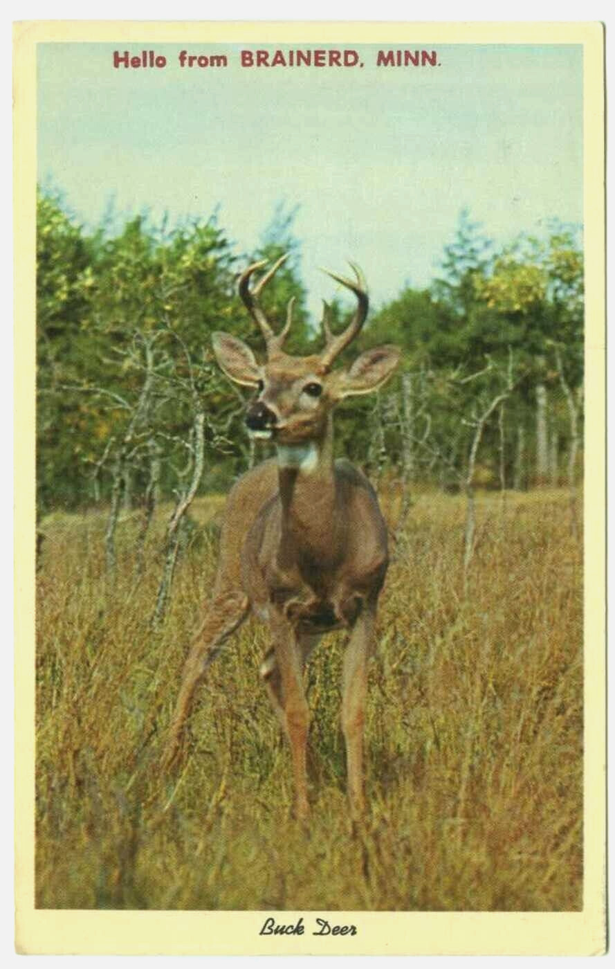 Brainerd Minnesota Greetings Buck Deer Postcard