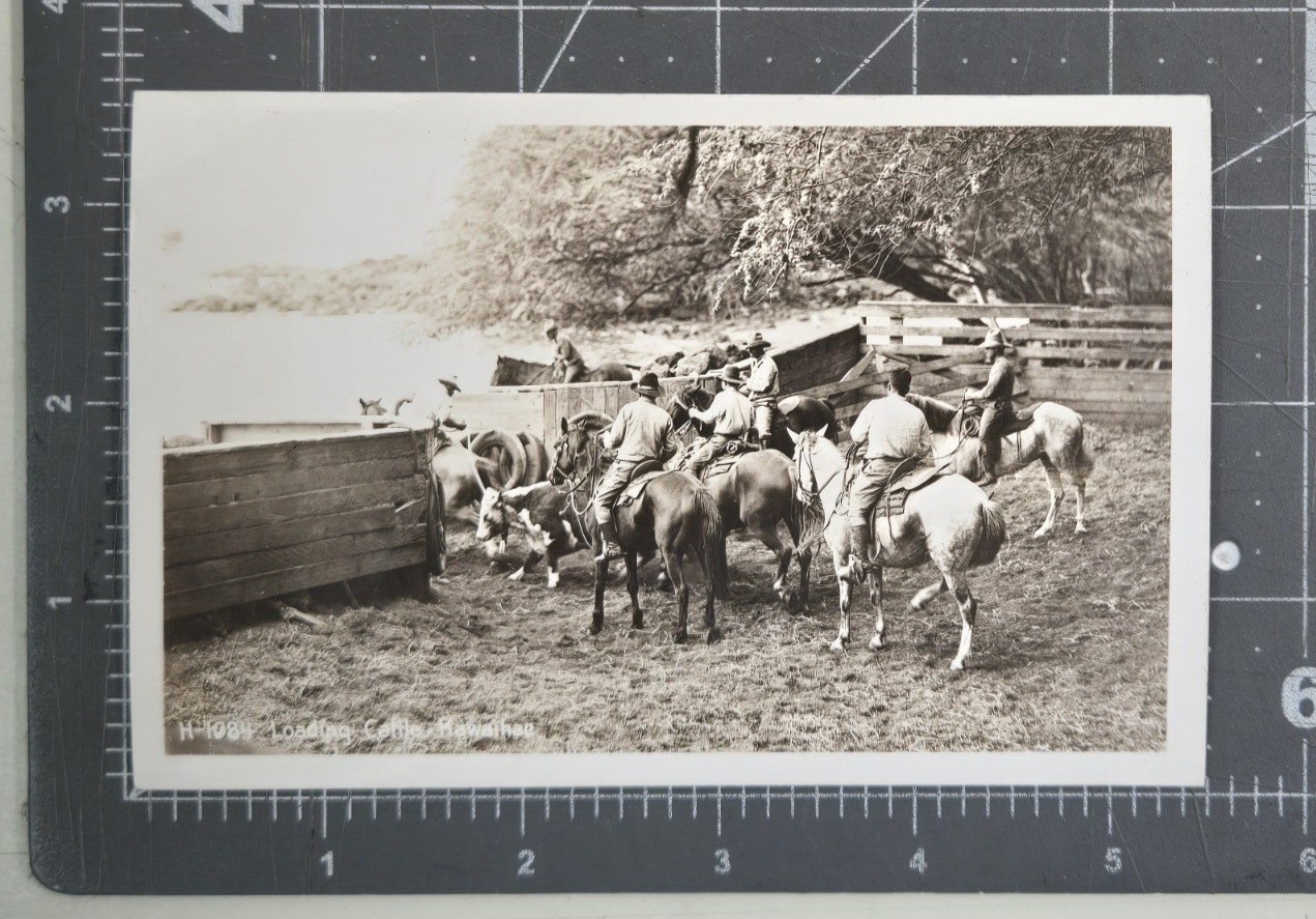 Vintage Ekc B&W RPPC Postcard Hawaiian Cowboys Loading Cattle