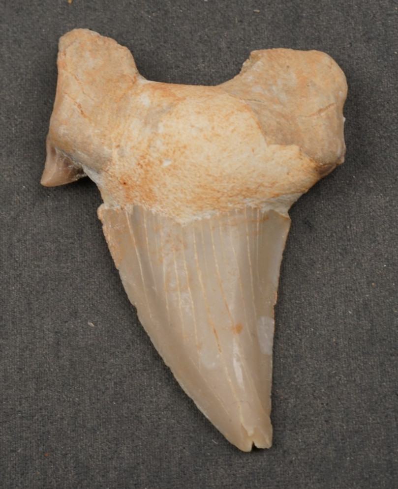 Large OTODUS Shark Tooth 2.13\