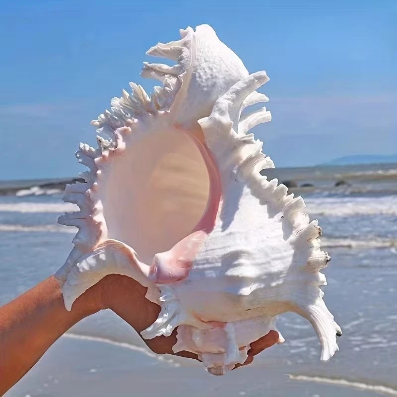 Large White Murex Ramosus Natural Conch Seashell Rare Real Aquarium 7 Large White Murex Ramosus Natural Conch Seashell Rare Real Aquarium 7