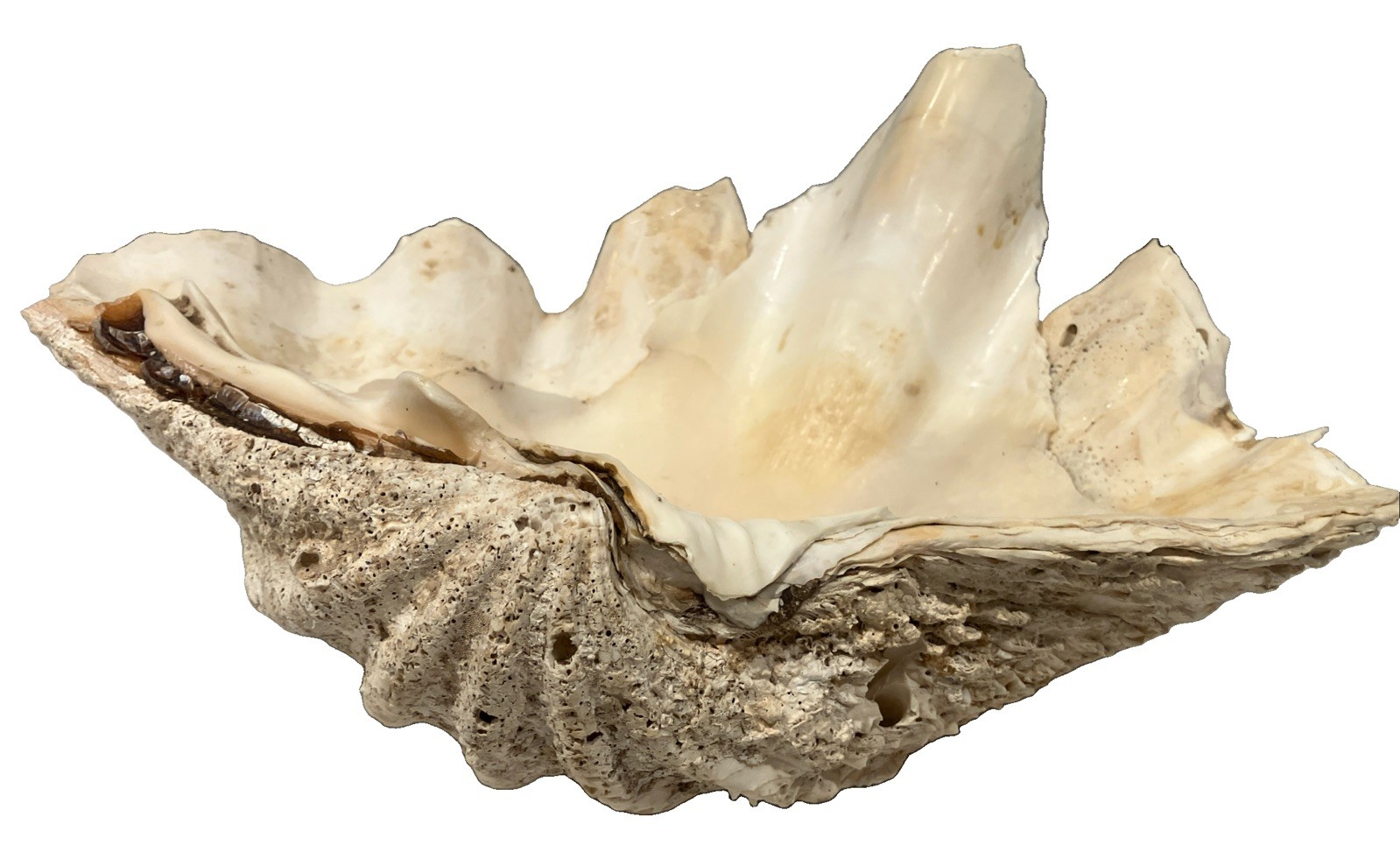 Vintage 1950 Giant Clam Shell Half – 7 lbs, Approx. 12