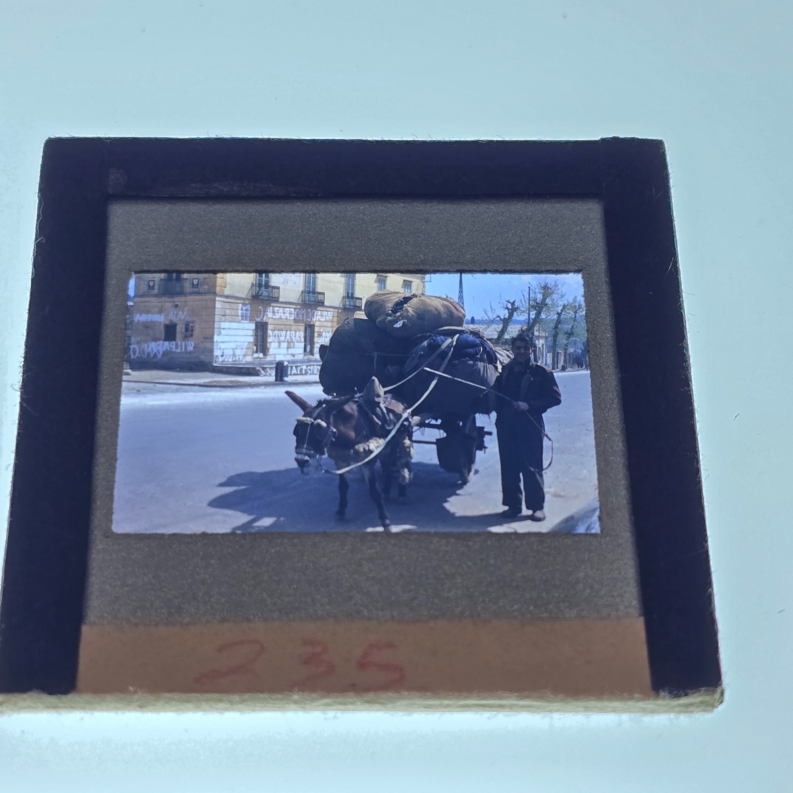 1948 Italy Election Graffiti Street Scene Donkey Mule Original Color 35mm Slide