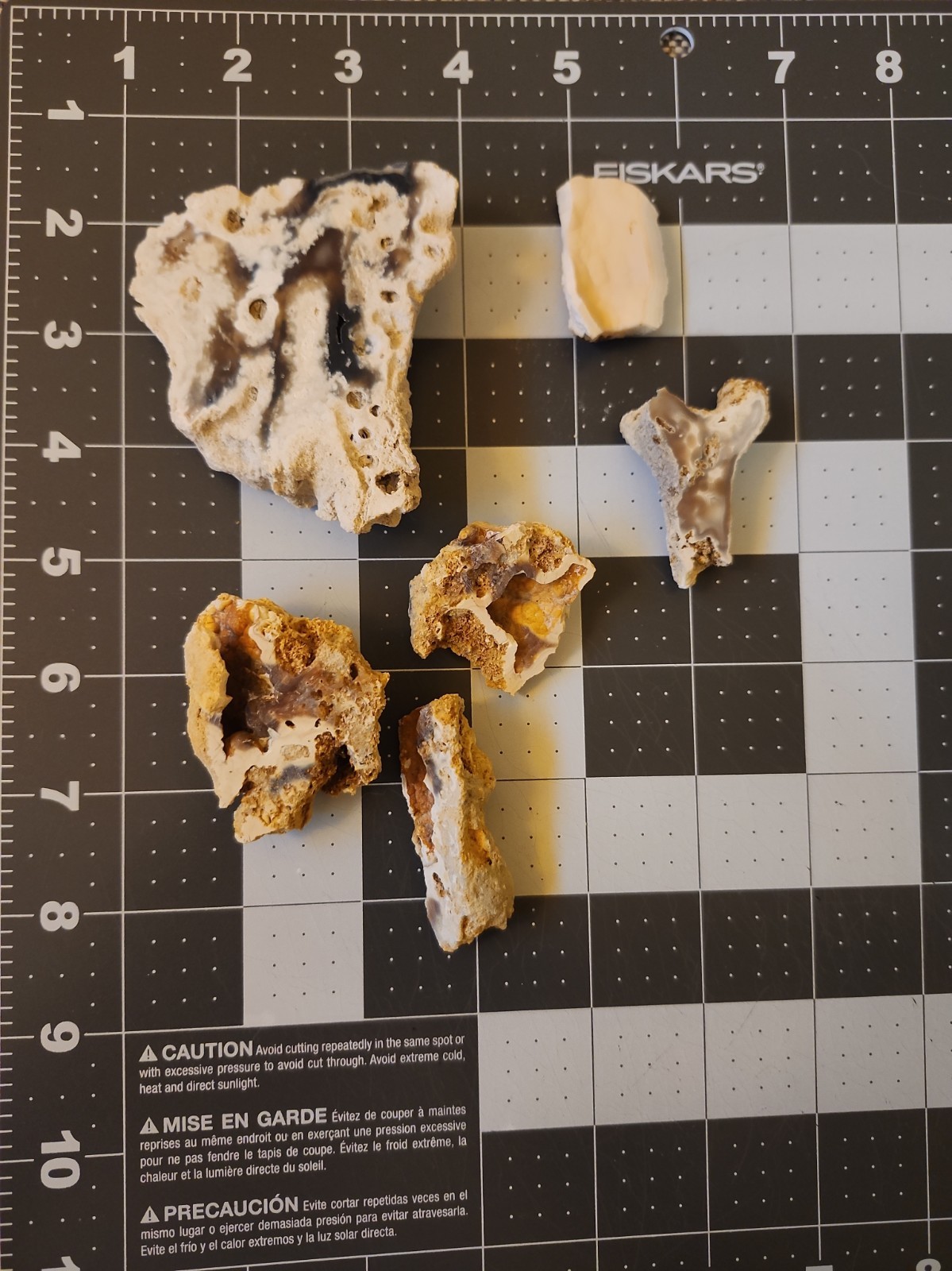 Florida Agatized Coral Fossil Slices, Un polished Chalcedony Fluorescent