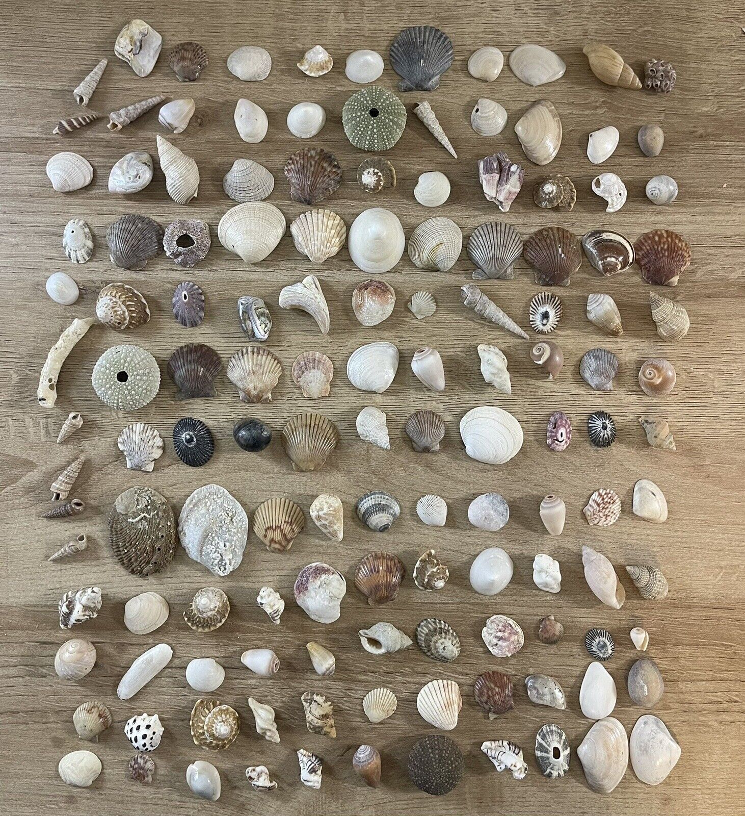 Massive 500+ Unsearched Mixed Sea Shell Lot - Estate Sale Find