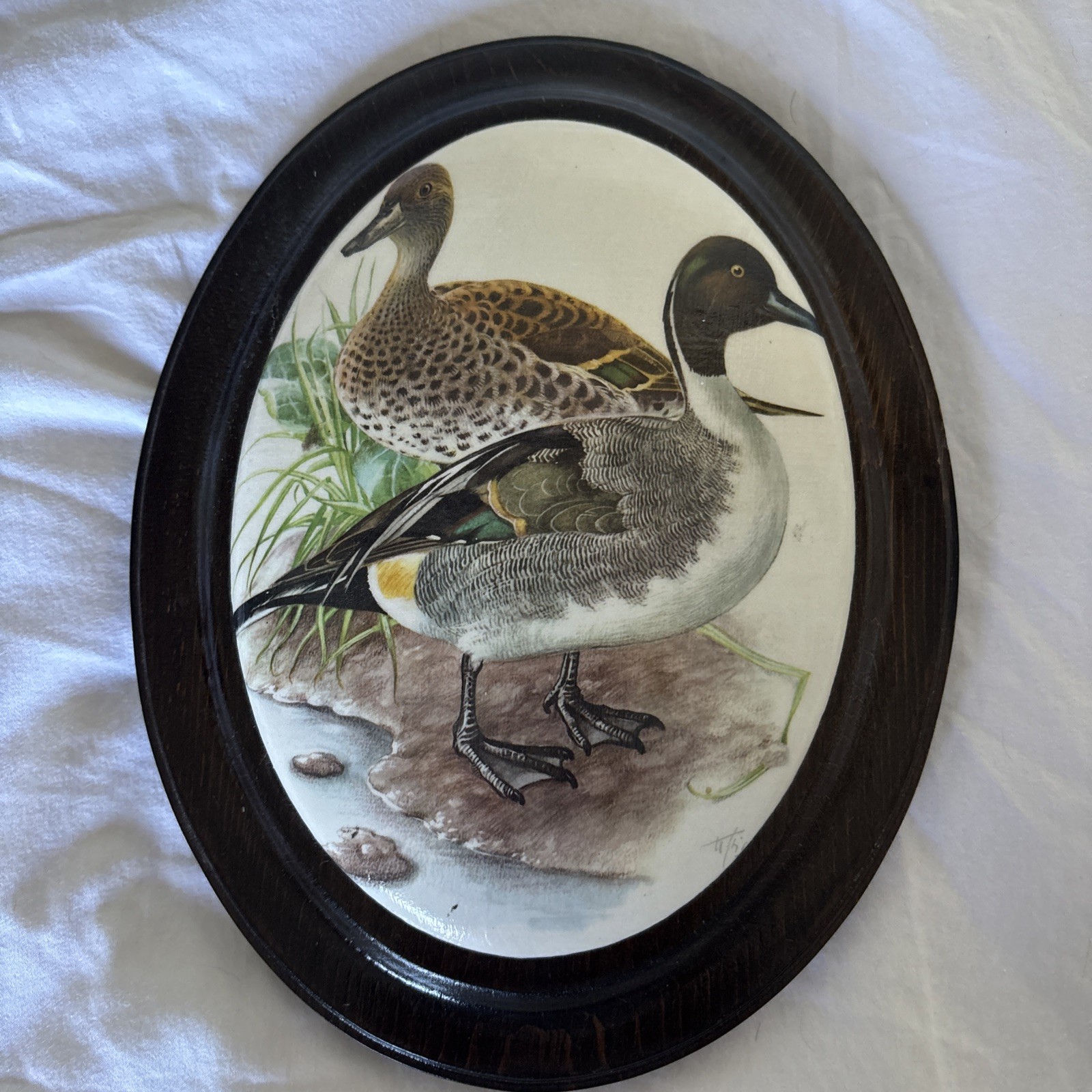 1960 NORTHERN PINTAIL DUCK Bird Print Wall Framed See pics