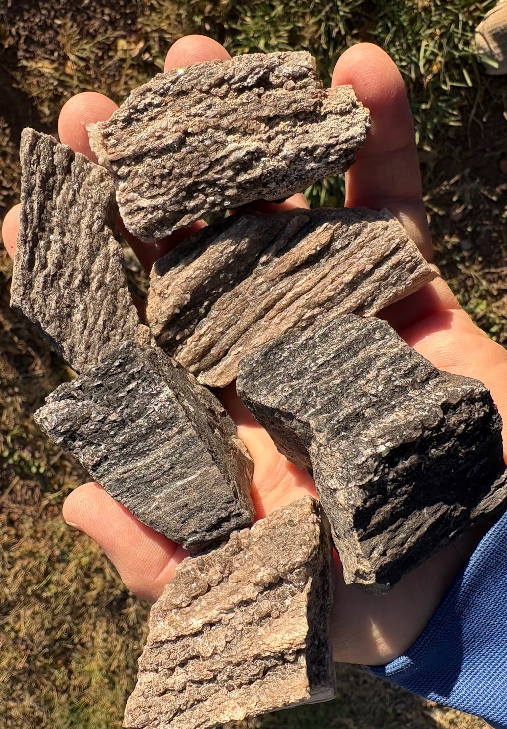 ☘️RR⛏️: 6 PCS Arizona Petrified Wood W/druzy Smoky Quartz, 1 Lb ☘️RR⛏️: 6 PCS Arizona Petrified Wood W/druzy Smoky Quartz, 1 Lb