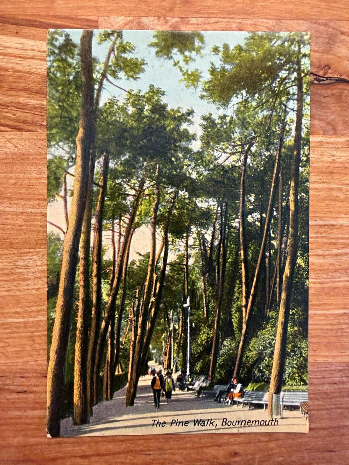 The Pine Walk Postcard Bournemouth Dorset England Unposted Divided Back
