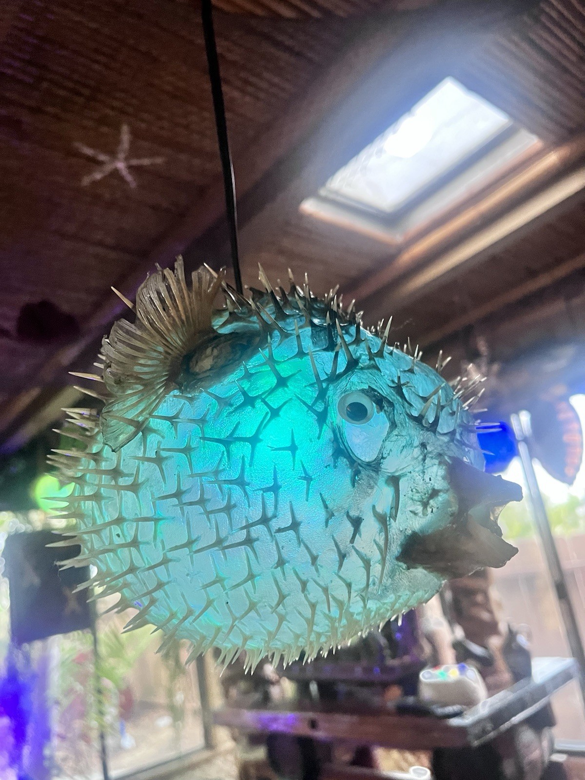 NEW 8”-9” Pufferfish Lamp w/Color Changing LED Tiki bar Oceanic