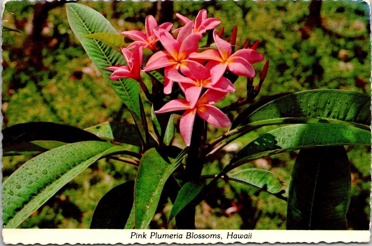 Plumeria Blossoms Pink Hawaii HI c1975 RPPC Real Photo Color Postcard Plumeria Blossoms Pink Hawaii HI c1975 RPPC Real Photo Color Postcard