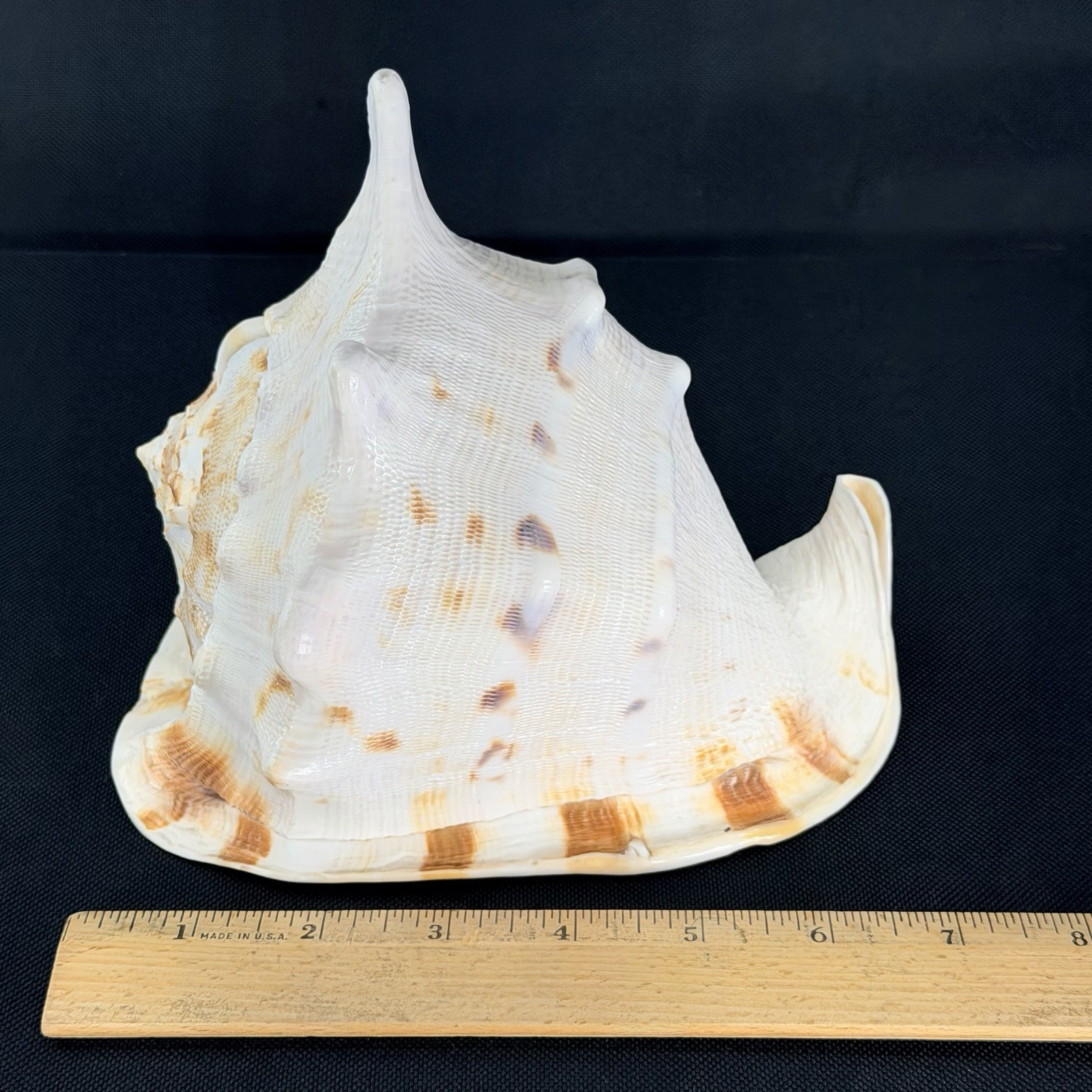 Large  Queen Horned Helmet Conch Seashell Cassis Cornuta