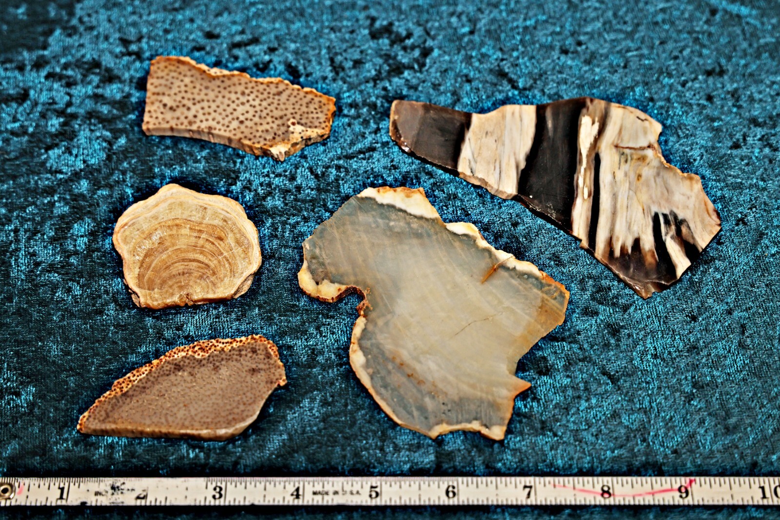 Five petrified wood slabs from Texas Five petrified wood slabs from Texas