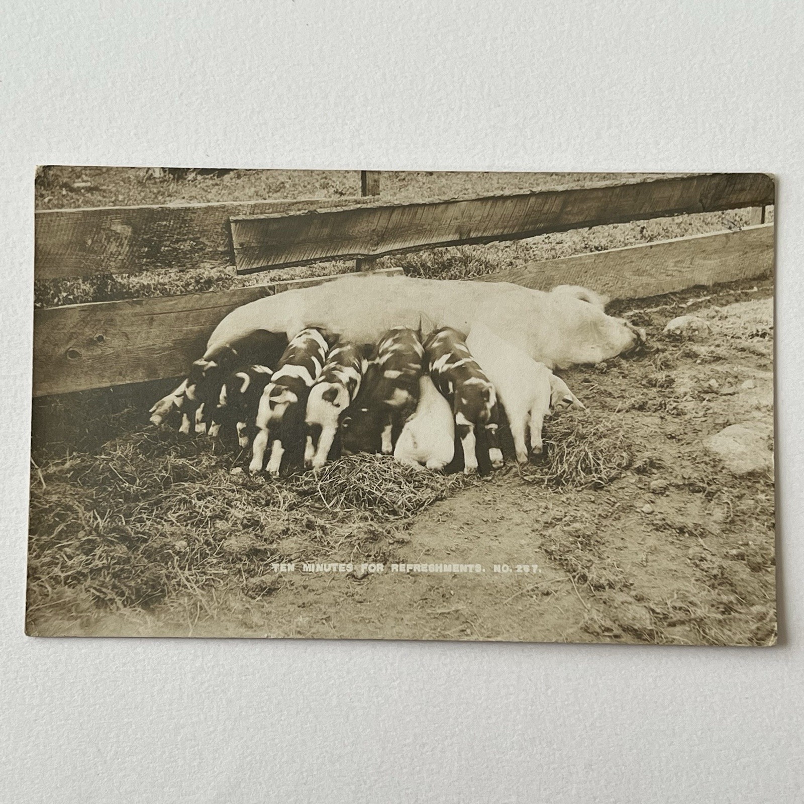Antique RPPC Real Photograph Postcard Adorable Pig Piglet Drinking Washington NH