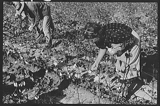 Photo:Statesville North Carolina J.A. Johnson Mrs. 1939 Cotton Picking FSA