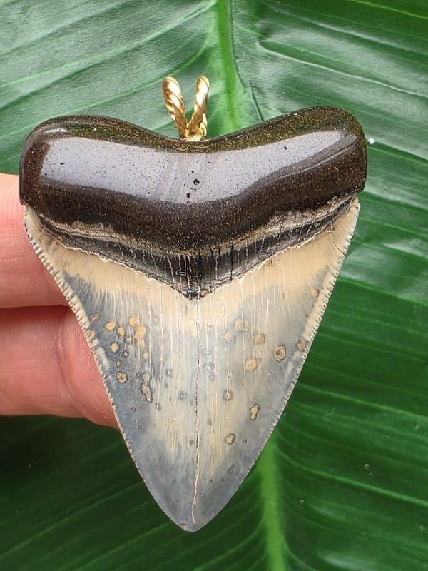 4.9cm Patterned Tooth of the Megalodon as Pendant - Shark Shark Tooth Fossil