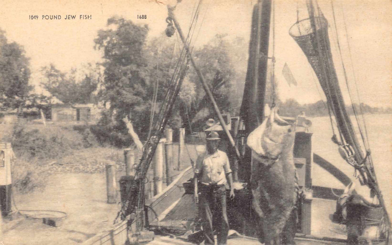 LA - 1930’s Catch of Grouper Jew Fish in Patterson, Louisiana - St Mary Parrish