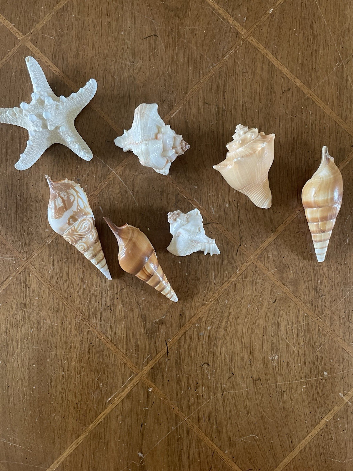 Sea Shells Lot Various Sizes Vintage Estate Collection With Sea Star