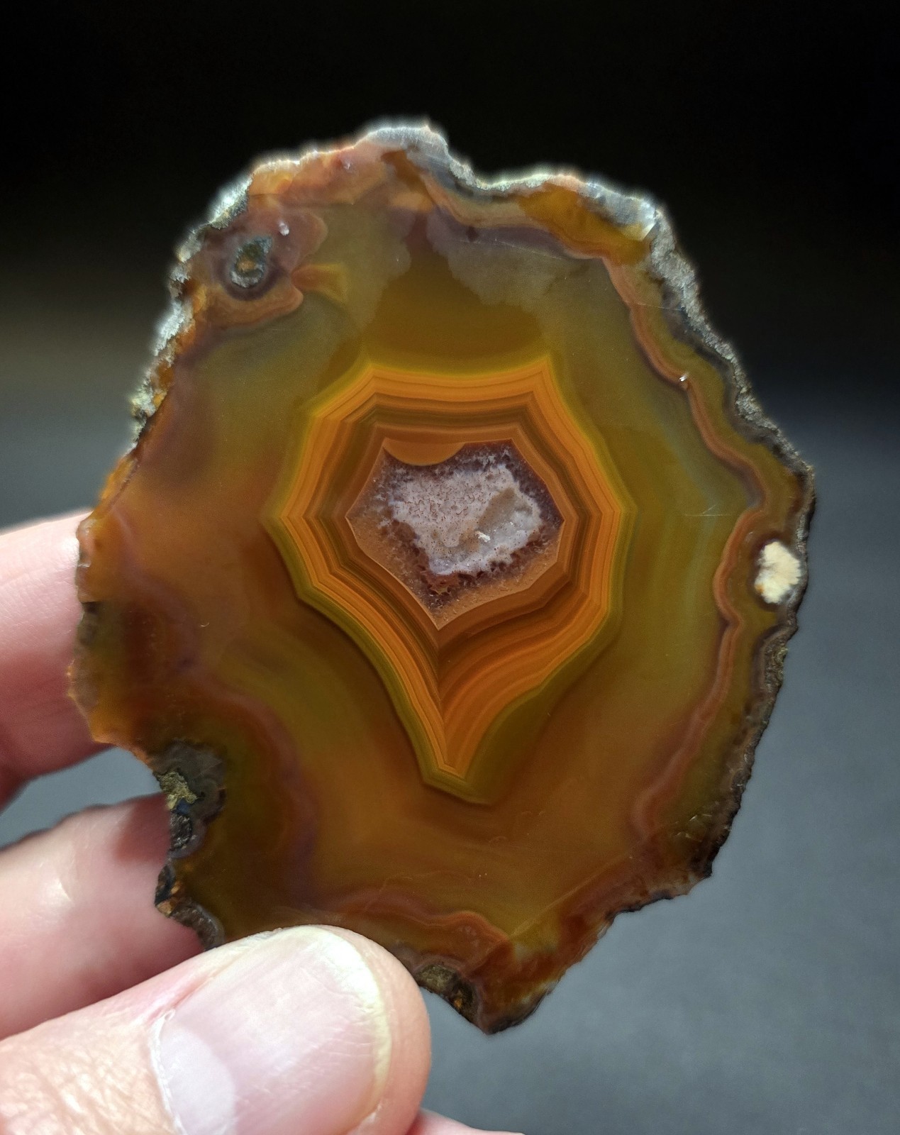 Stunning Condor Agate Lapidary/Collectors Slab Stunning Condor Agate Lapidary/Collectors Slab