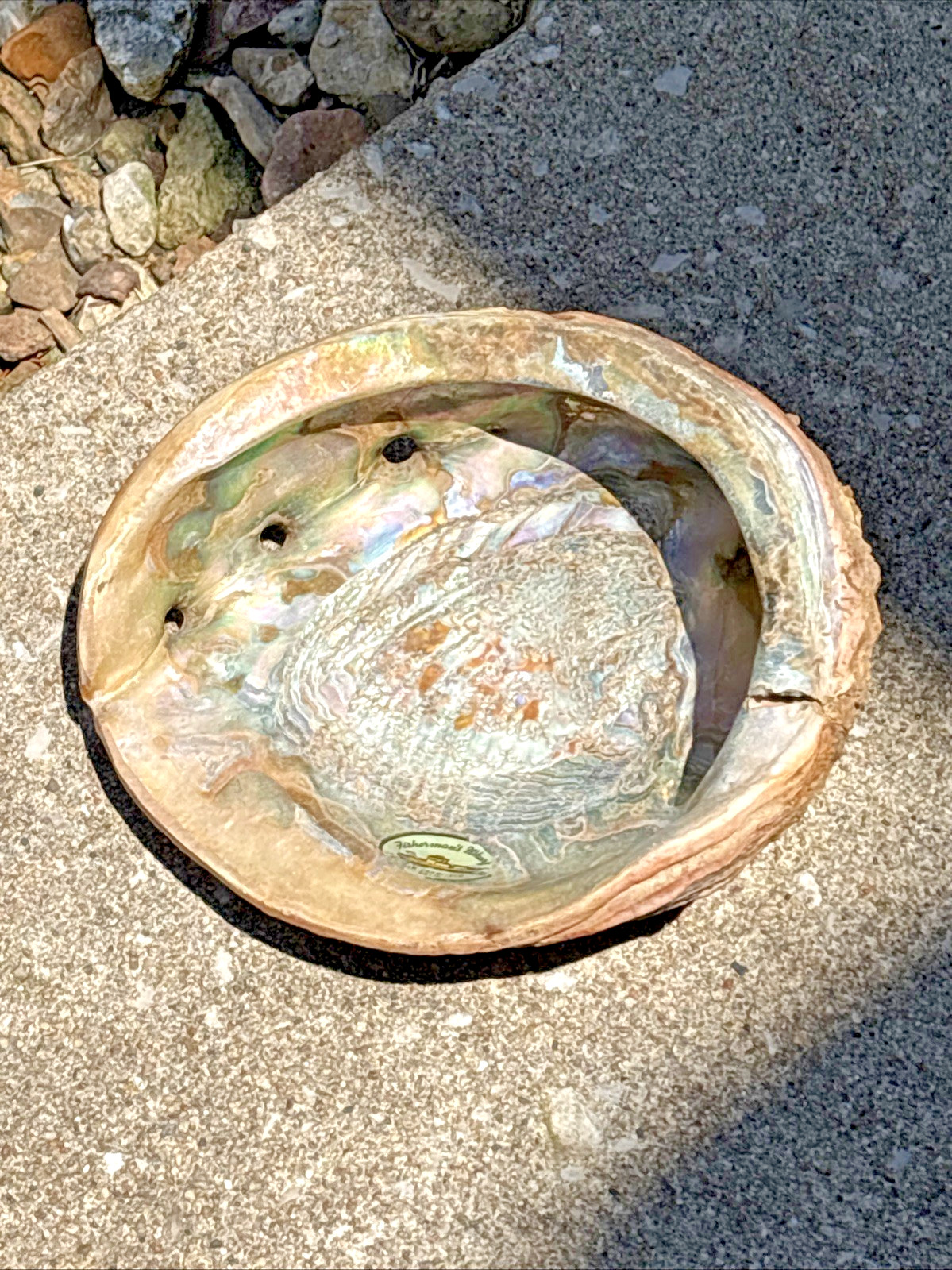 California Red Abalone Large Shell 8x7 California Red Abalone Large Shell 8x7