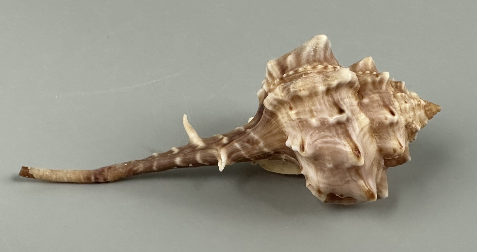 Haustellum fallax 86.3mm F+++ RARE LARGE South African Murex Seashell with Data