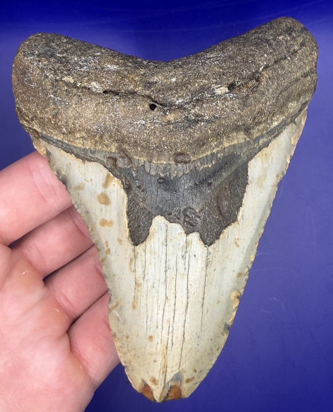 4.53” NC Ledge Megalodon Shark Tooth Fossil Real Shark 4.53” NC Ledge Megalodon Shark Tooth Fossil Real Shark