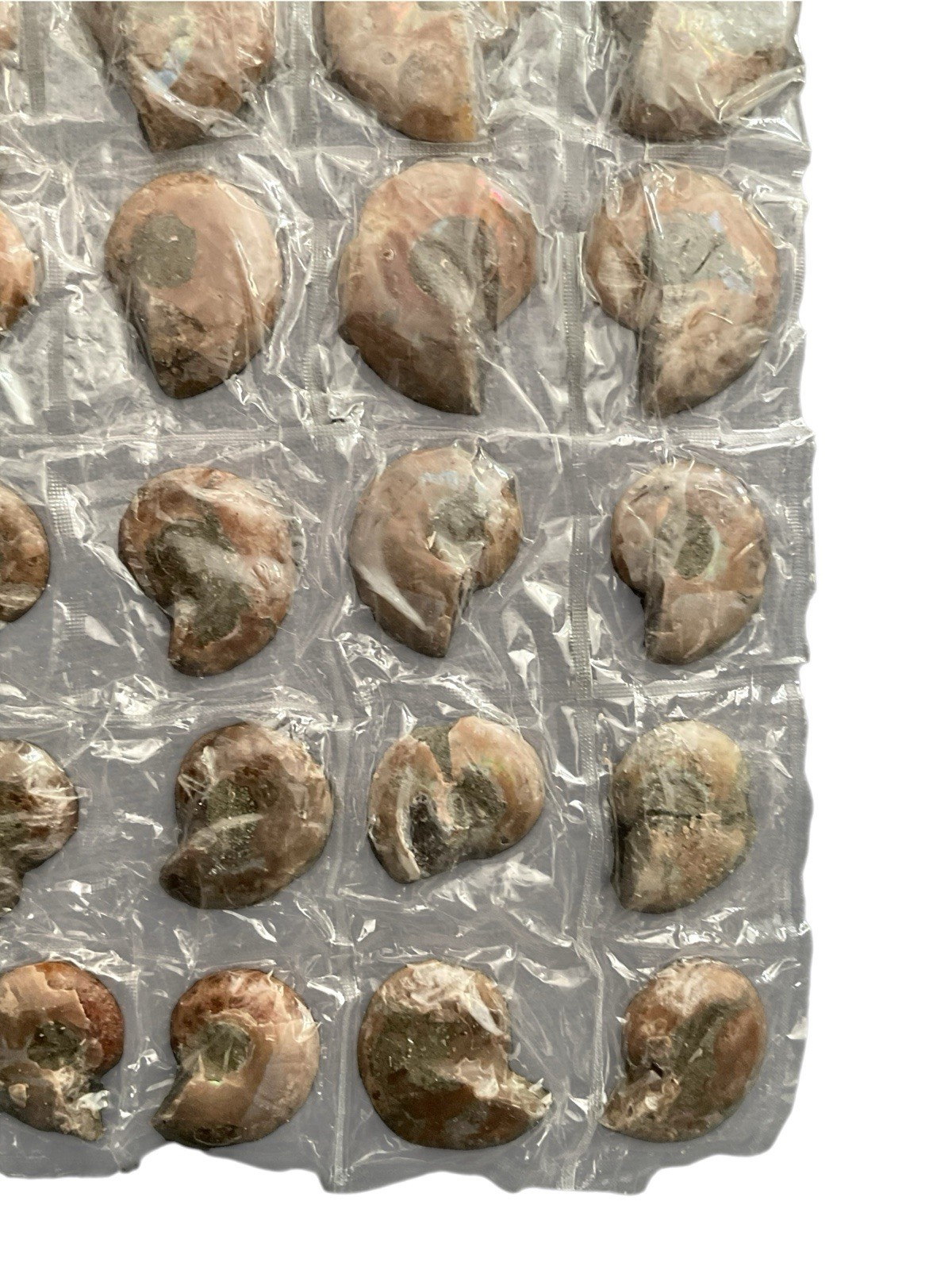 Genuine Polished Ammonite Fossil Jewelry Slab 20pc Madagascar Coordinated Set