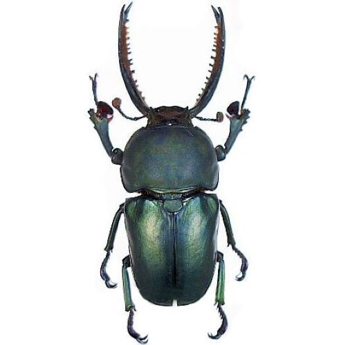 Lamprima adolphinae BLUE FORM MALE stag beetle UNMOUNTED/PACKAGED Lamprima adolphinae BLUE FORM MALE stag beetle UNMOUNTED/PACKAGED