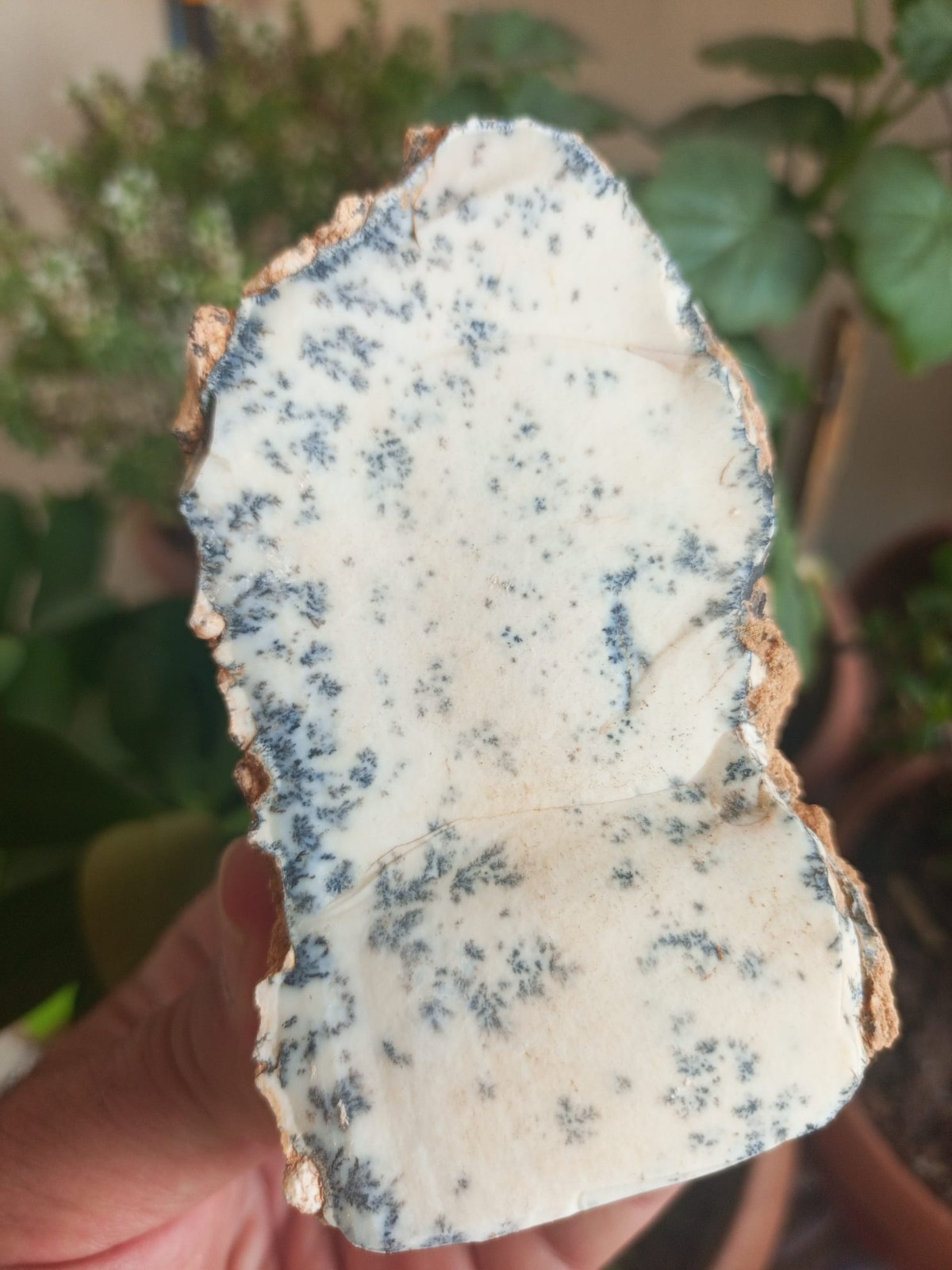 NATURAL DENDRITIC ROUGH – 780 GRAMS – TURKEY – LAPIDARY & COLLECTOR SPECIMEN