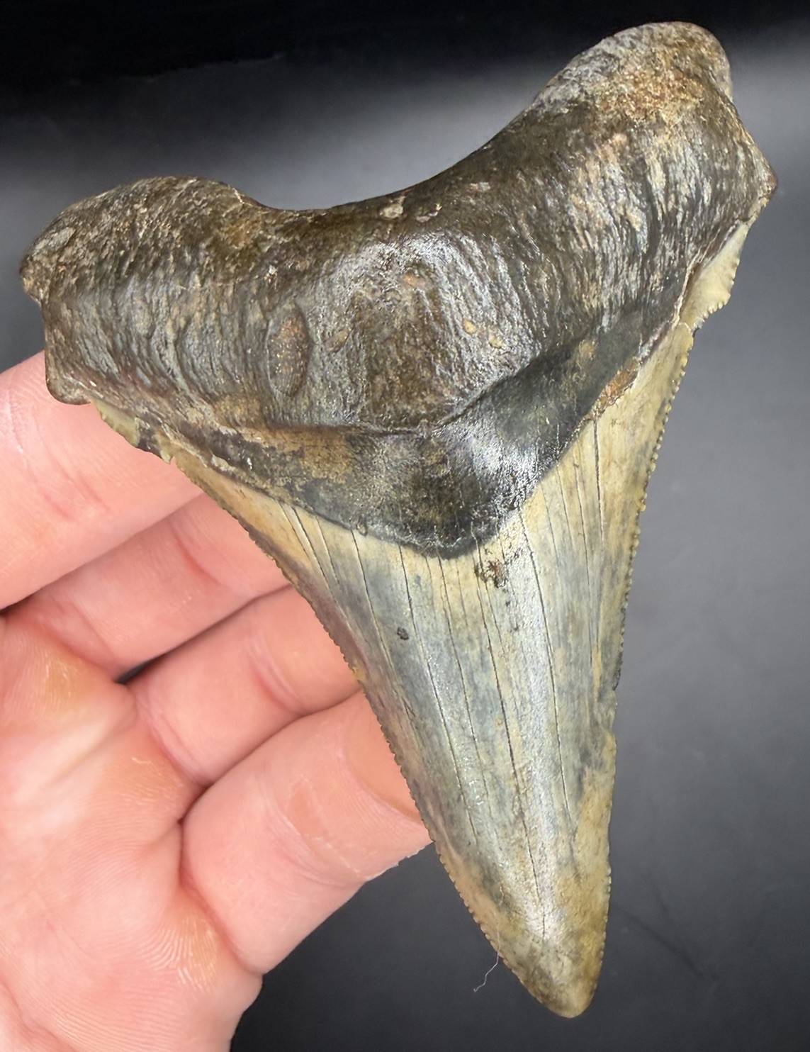 Incredible XL 3.32” Angustiden Shark Tooth Fossil Megalodon Family Cooper River
