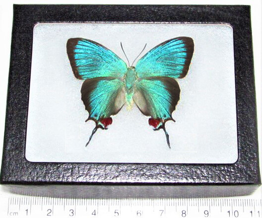 Evenus regalis blue red hairstreak butterfly recto Peru FRAMED