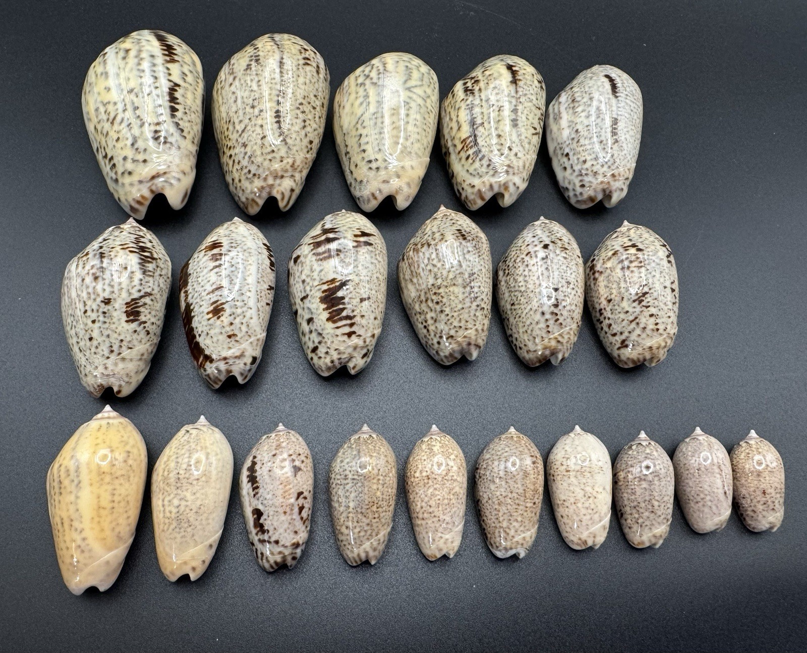Vintage Angled Olive Shells Growth Series Collected 1975 Matanchen Bay Mexico