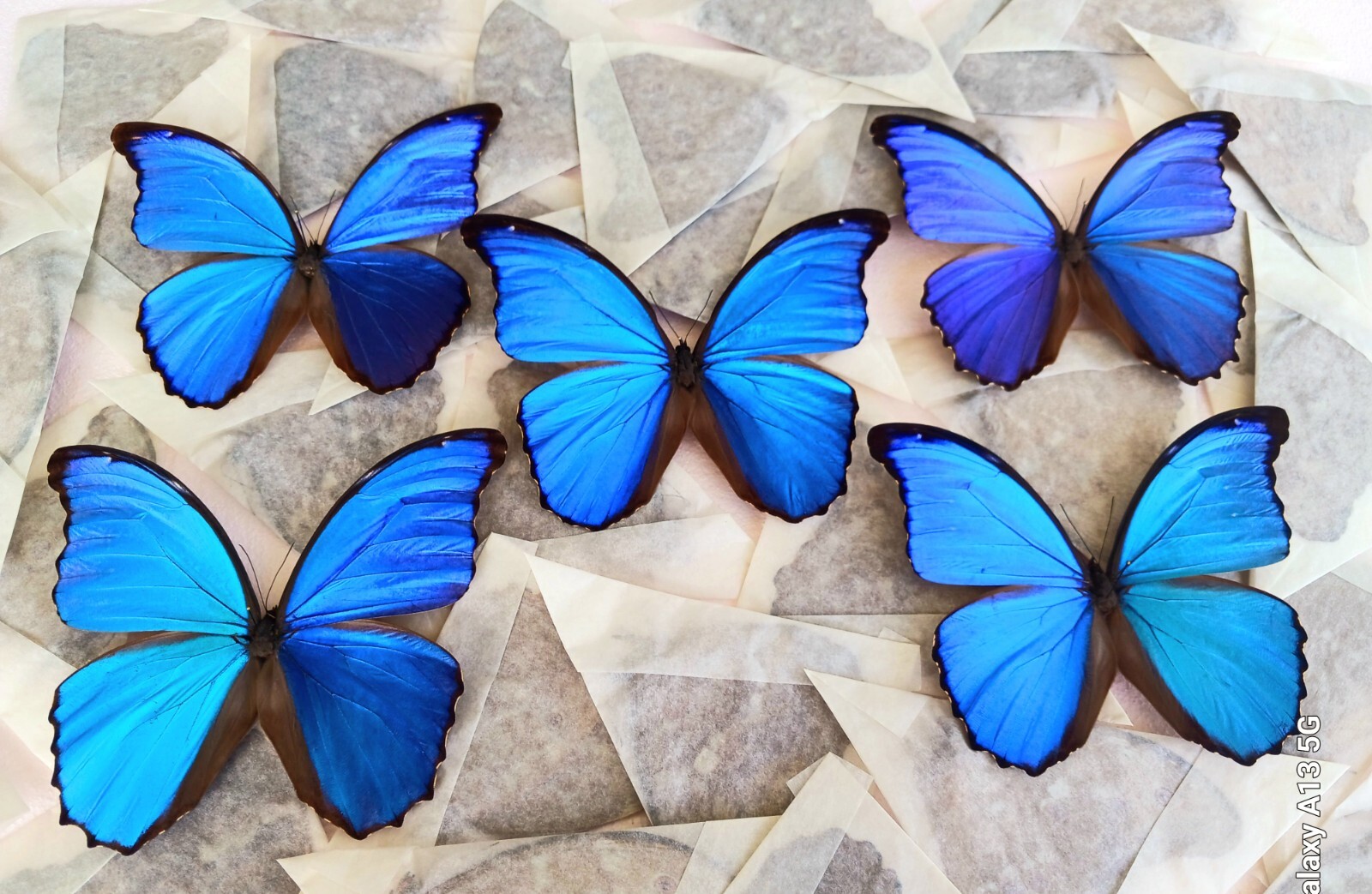 LOT OF 5 MORPHO DIDIUS A- TINGOMARIENSIS UNMOUNTED WINGS CLOSED