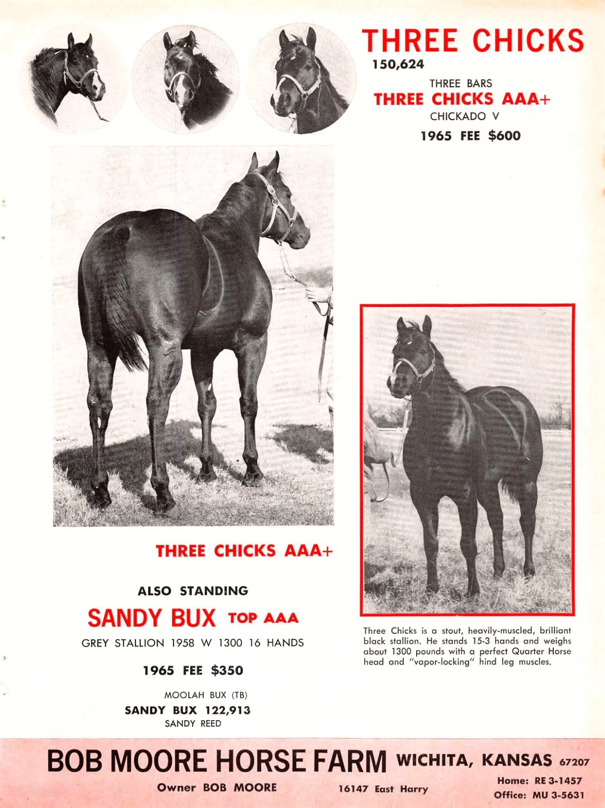 Three Chicks AAA Wichita Kansas Bob Moore Farm Sandy Bux 1964 Magazine Print Ad