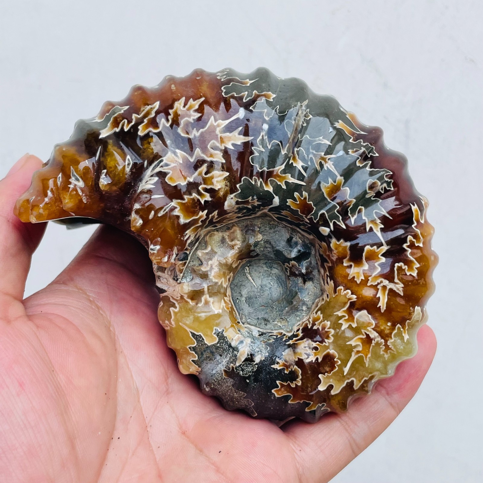 533g TOP Rare Natural Ammonite Conch Jasper Mineral Specimen Healing