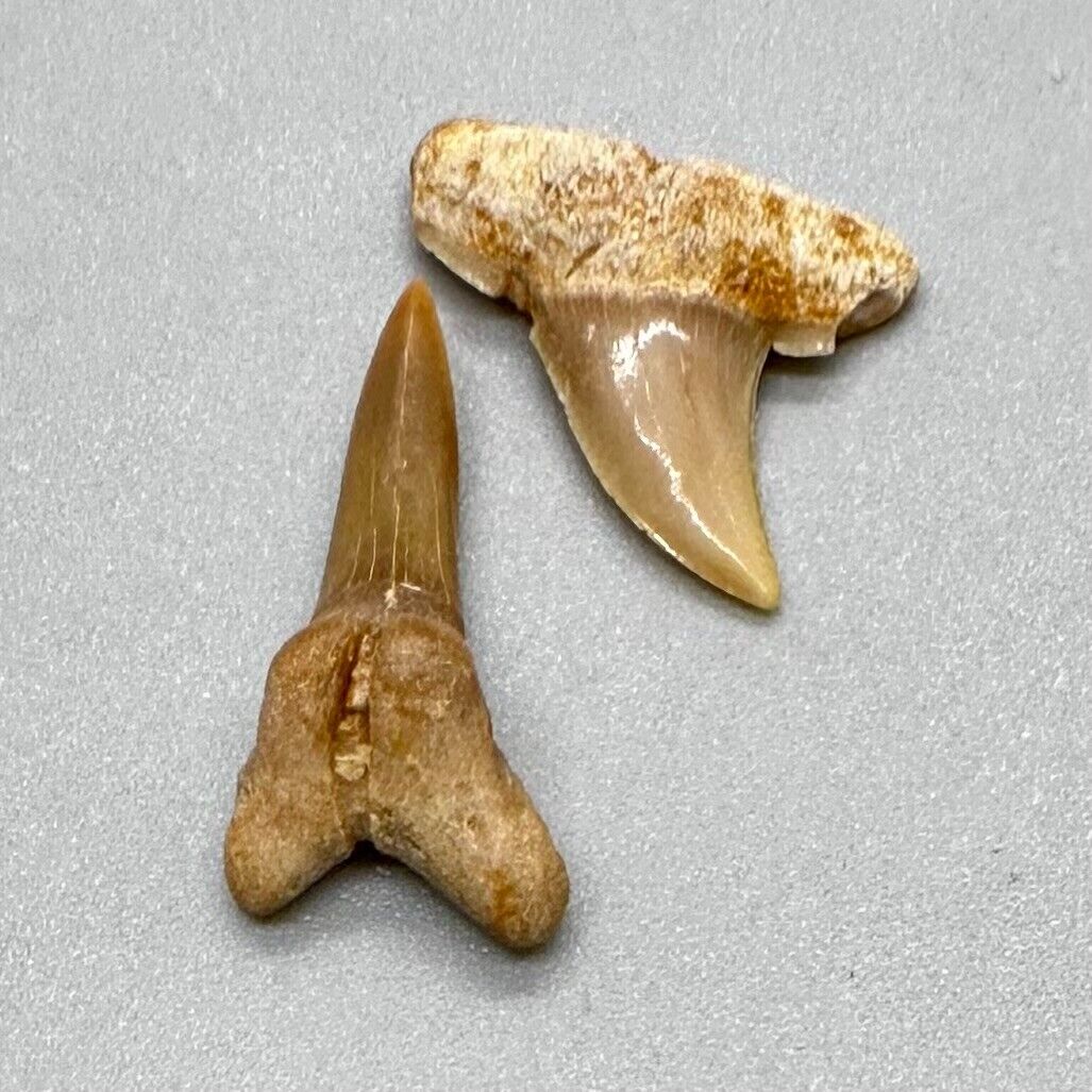 Nice Pair of Rare Fossil Misrichthys stromeri Teeth - Eocene, Western Sahara