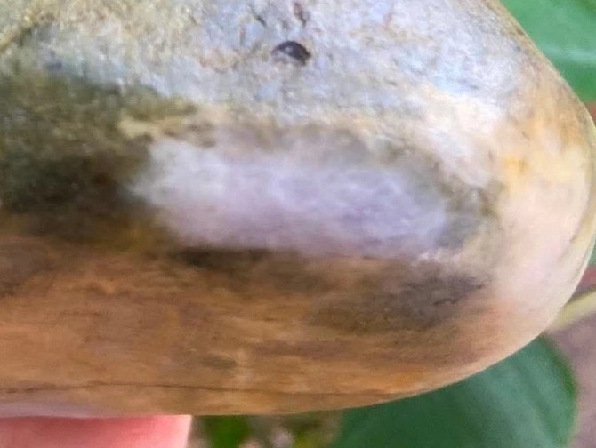 Certified Burmese Jadeite Rough 2.54lb Lavender Green Natural Untreated