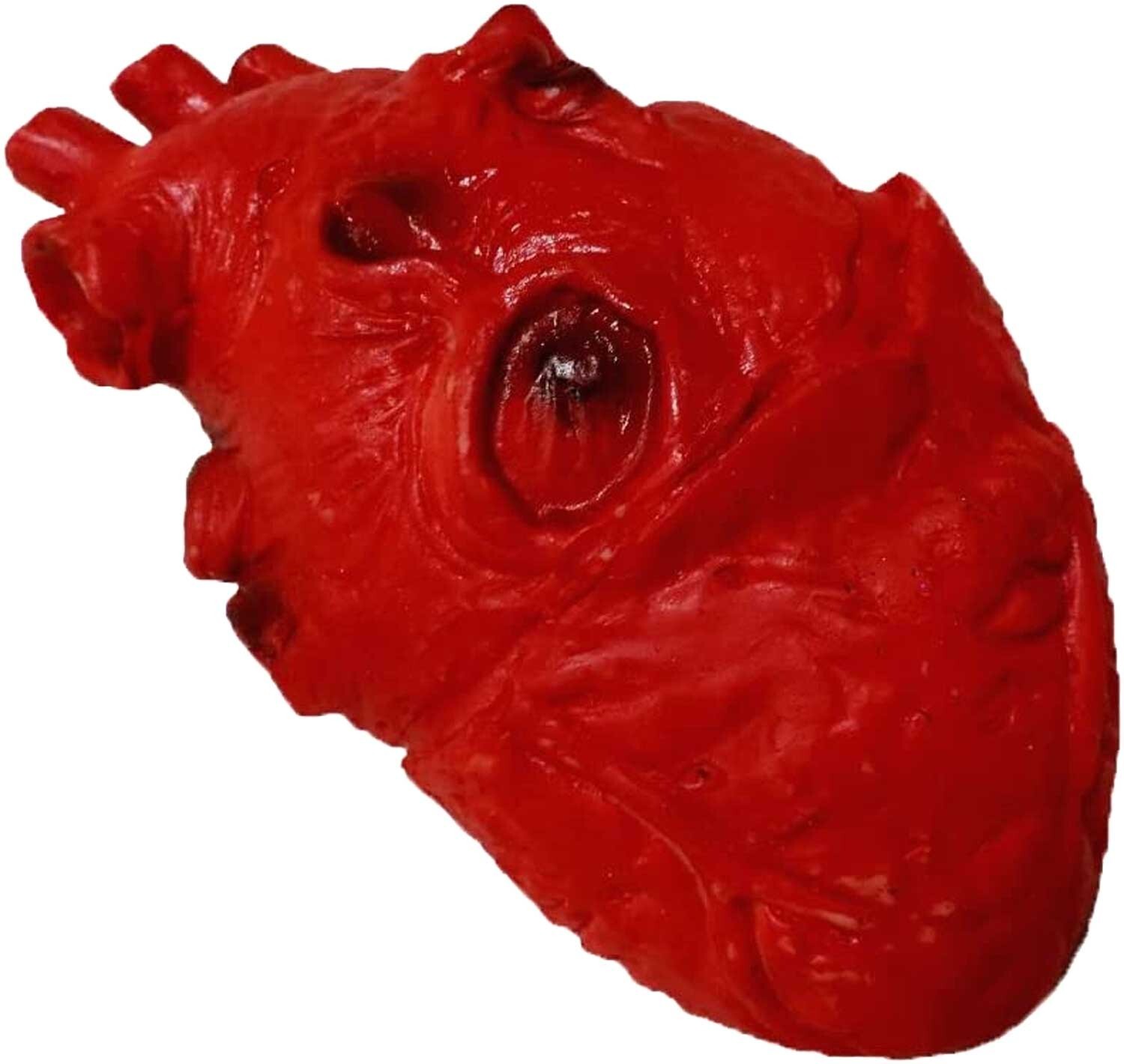 Soft Latex LIFE SIZE FAKE HUMAN HEART Gory Body Part Scary Halloween Horror Prop Soft Latex LIFE SIZE FAKE HUMAN HEART Gory Body Part Scary Halloween Horror Prop