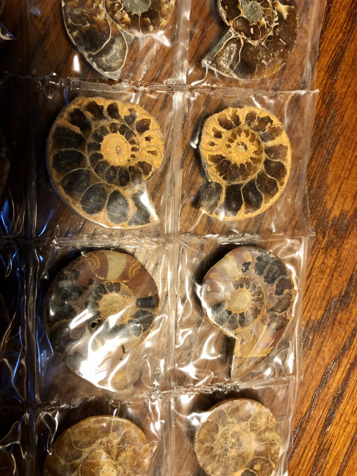MATCHED PAIR Ammonite Fossil Specimen Healing touch-BULK DISCOUNT