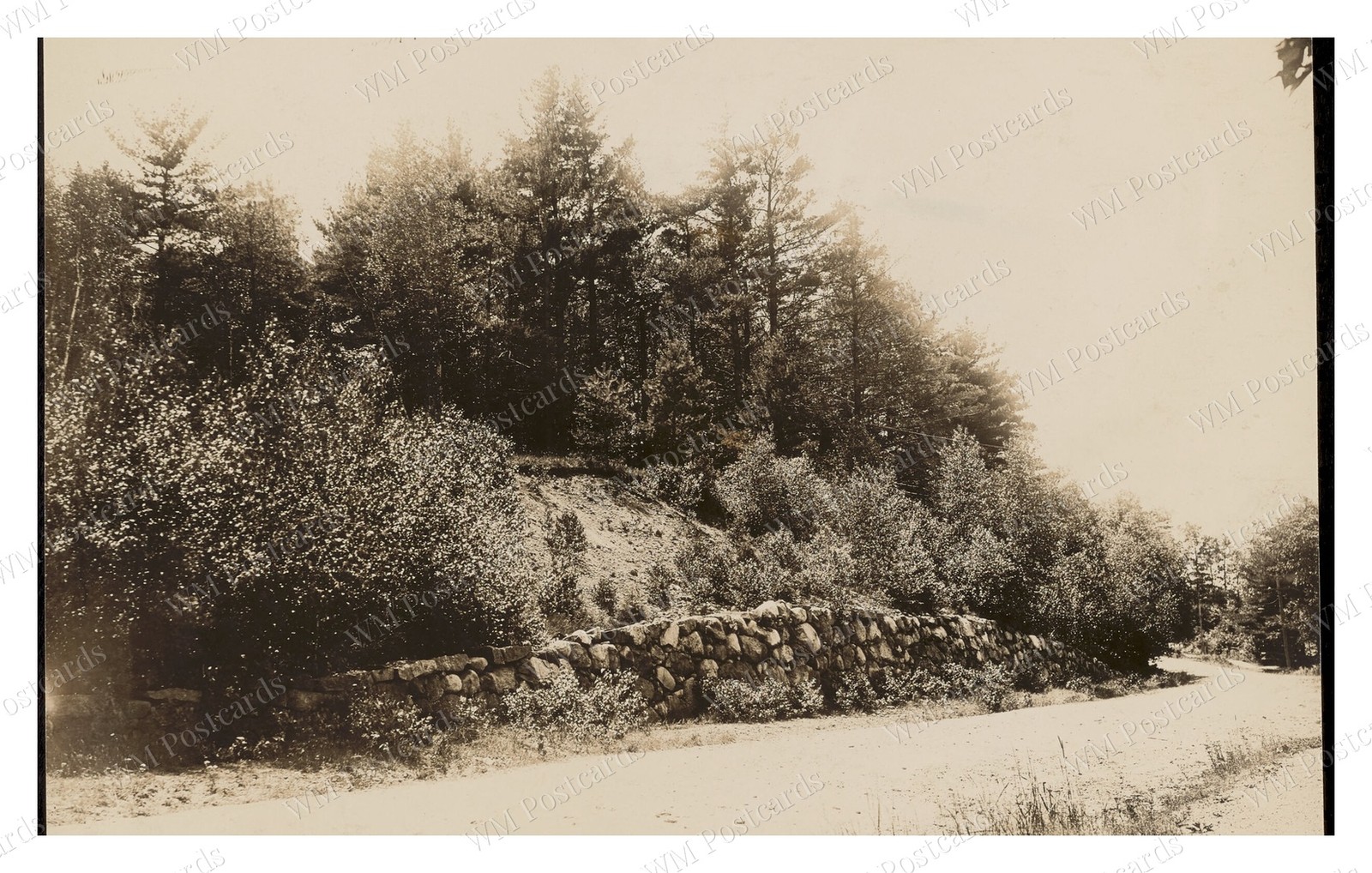 Sharon Massachusetts circa 1900s Stone Wall Roadside Woods Standard Postcard