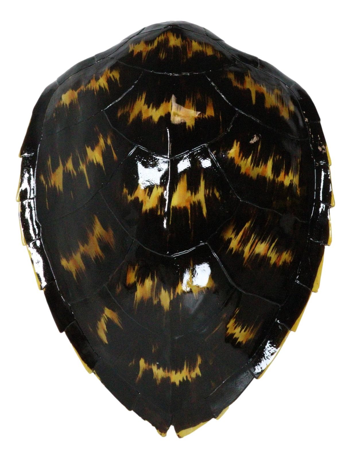 Large Nautical Marine Black Tone Faux Hawksbill Turtle Shell Replica Wall Decor