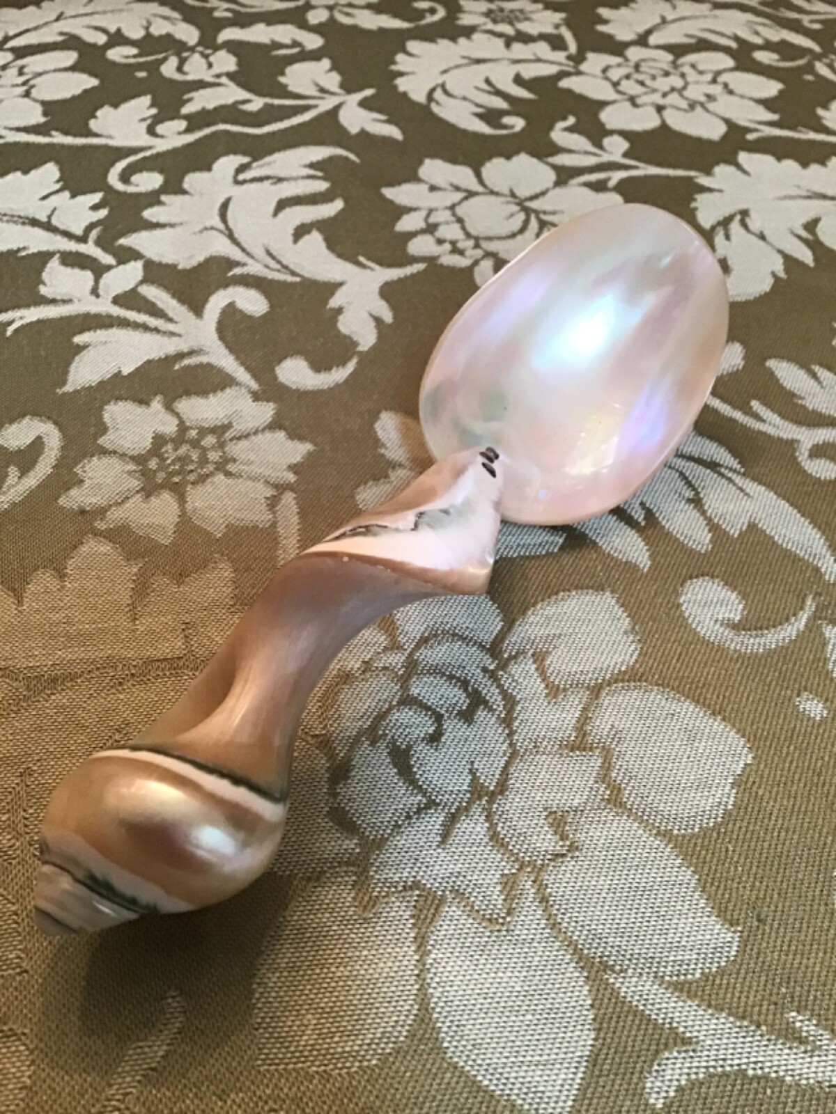 Vintage Interesting Nautical Curiosity Shell Spoon Vintage Interesting Nautical Curiosity Shell Spoon