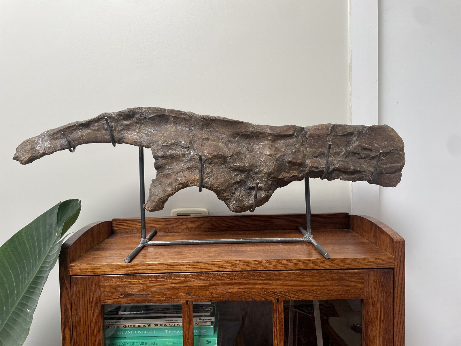 MUSEUM QUALITY Dinosaur Bone Hadrosaur Ilium Fossil- Complete Specimen