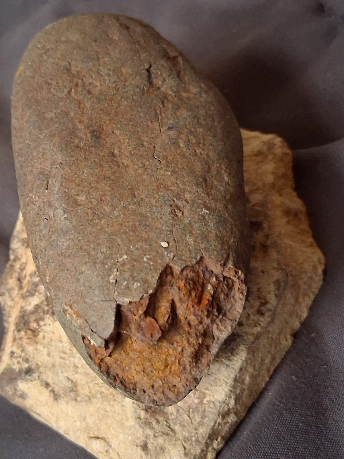 Oviraptor Raptor Dinosaur Egg Fossil Elongatoolithidea