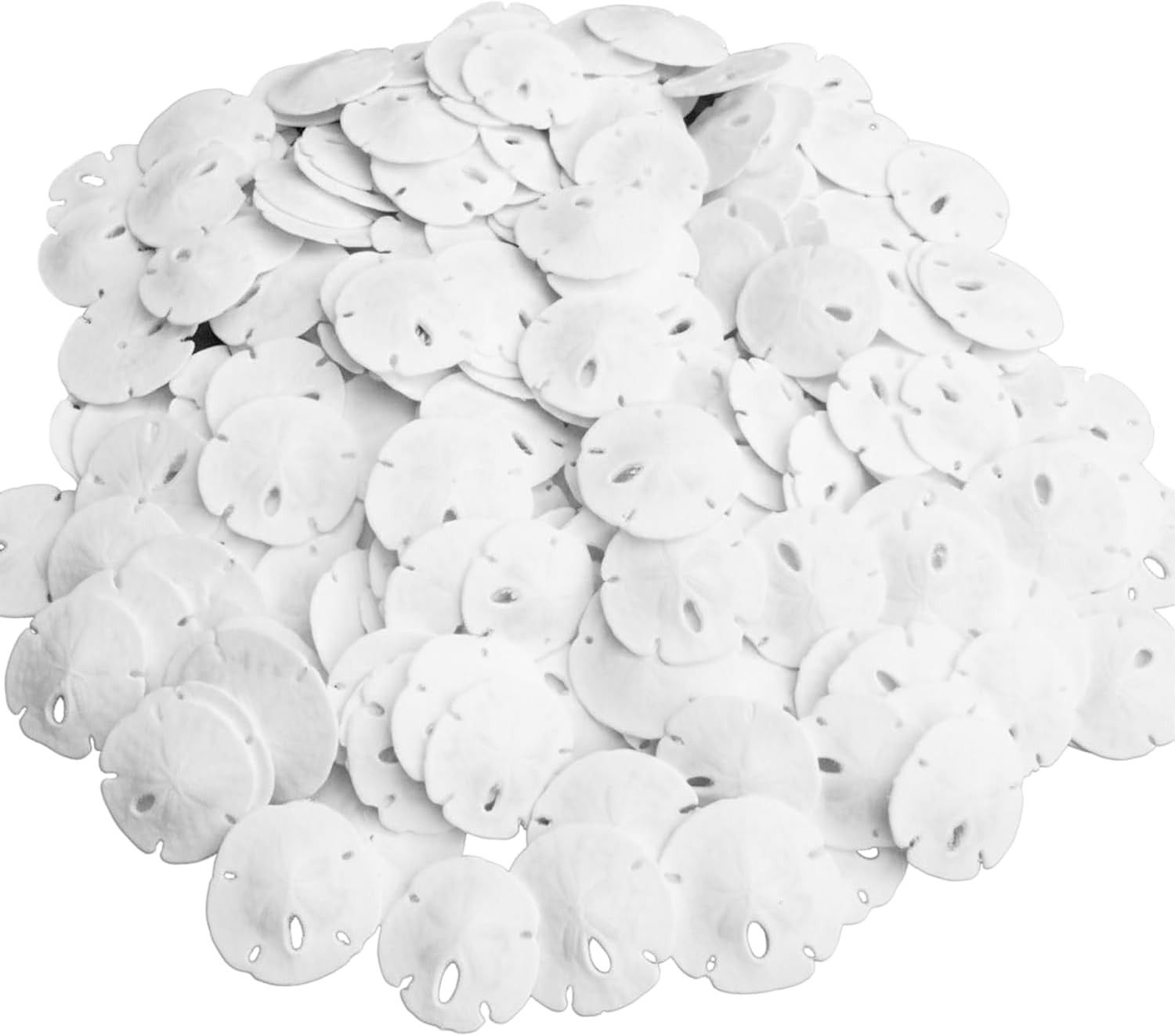 Real Sand Dollars under 1\