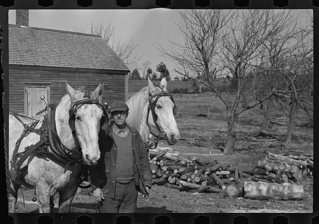 Photo:Farm Worker with Draft Horses 1930s Rural Scene