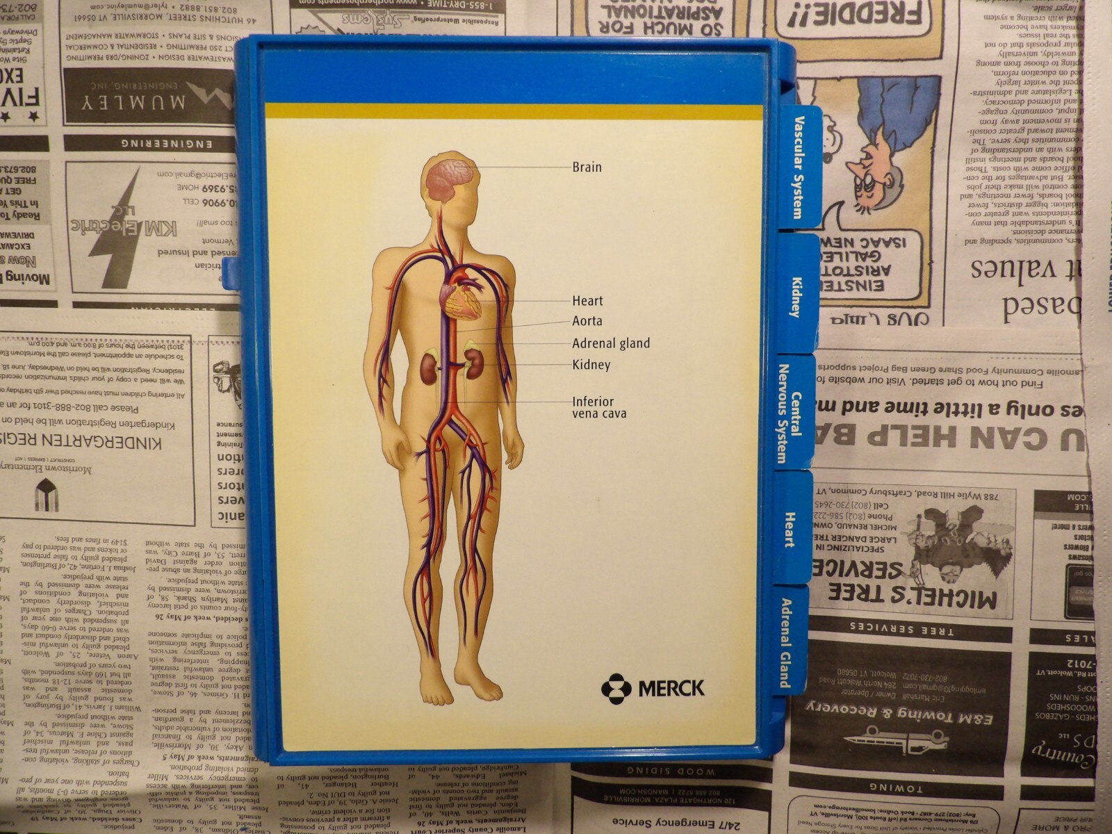 2004 Merck Cozaar Display 2004 Merck Cozaar Display