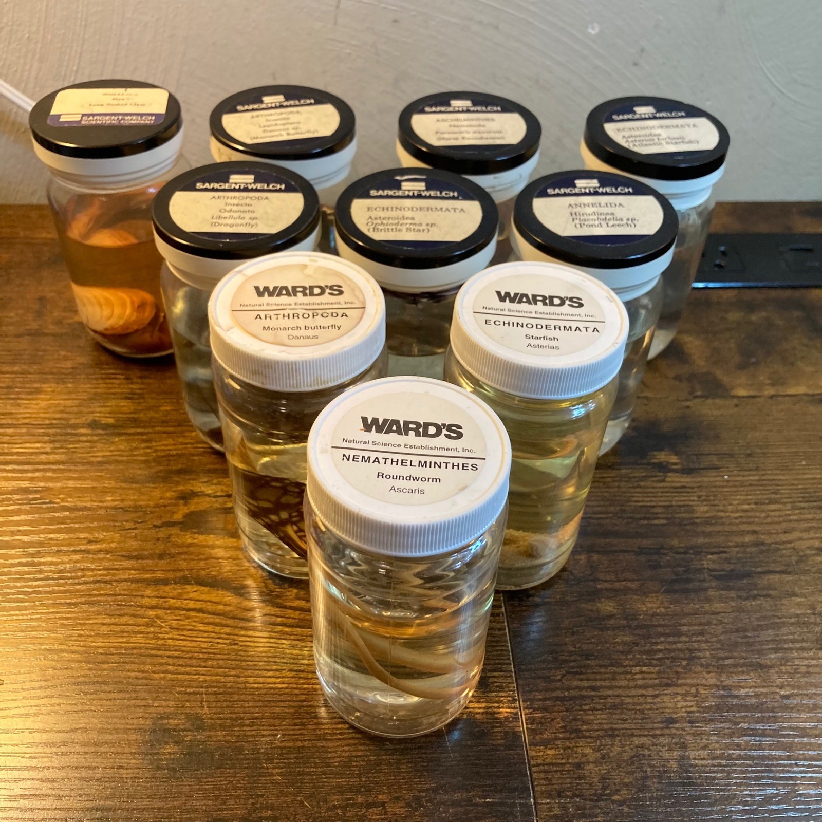 Vintage Wet Specimen Jars Lot of 10 Wards Sargent-Welch Science Oddities Jar