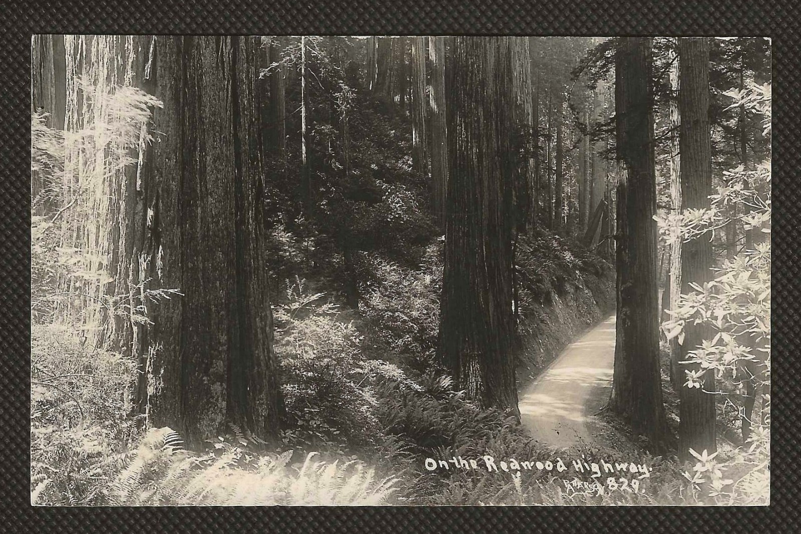 RPPC Scenic California Redwood Highway Real Photo Postcard, Patterson Photo RPPC Scenic California Redwood Highway Real Photo Postcard, Patterson Photo