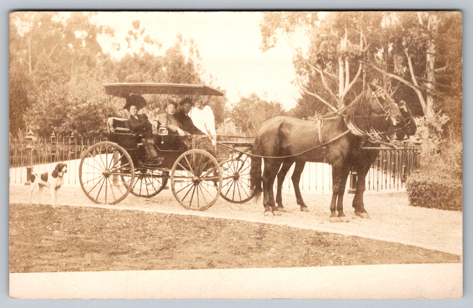 RPPC c1910s People Canopy Surrey Carriage Two Horse Team Pointer Dog Postcard